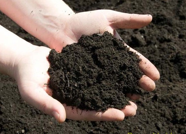 Mua đất trồng rau sạch ở đâu tphcm tốt -Quang Anh địa chỉ giúp khách hàng mua đất sạch Mua đất trồng rau sạch ở đâu tphcm tốt -Quang Anh địa chỉ giúp khách hàng mua đất sạch