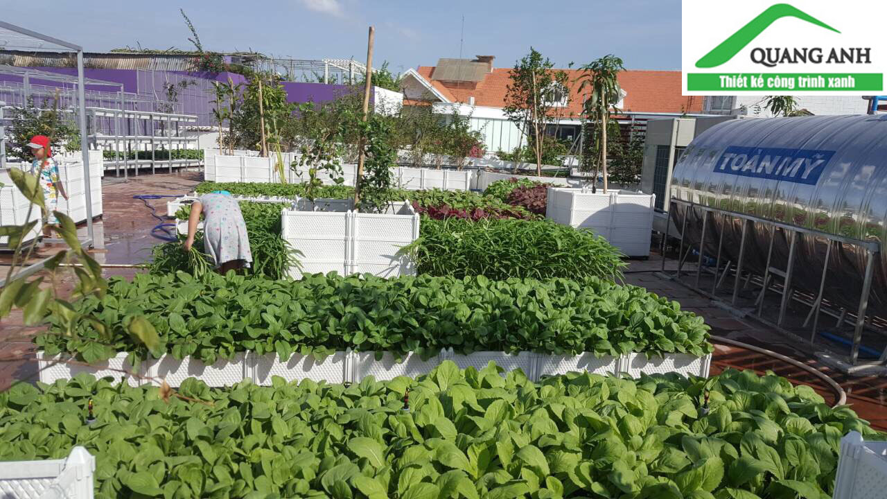 Vườn rau sạch Quận 6 - chậu lắp ghép thông minh Vườn rau sạch Quận 6 - chậu lắp ghép thông minh