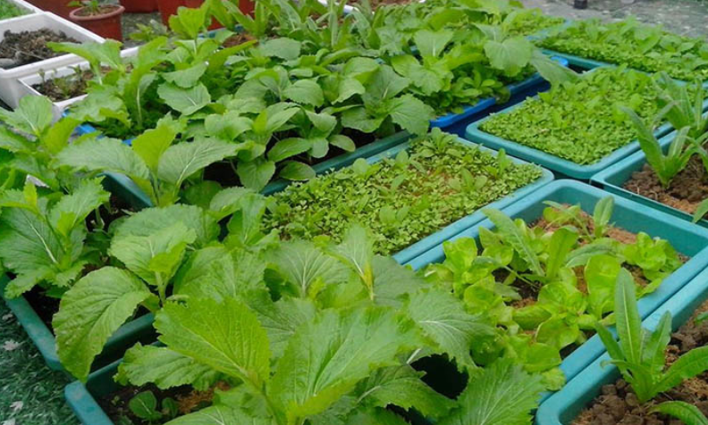 Kinh nghiệm trồng rau với chậu nhựa trồng rau giá rẻ tphcm