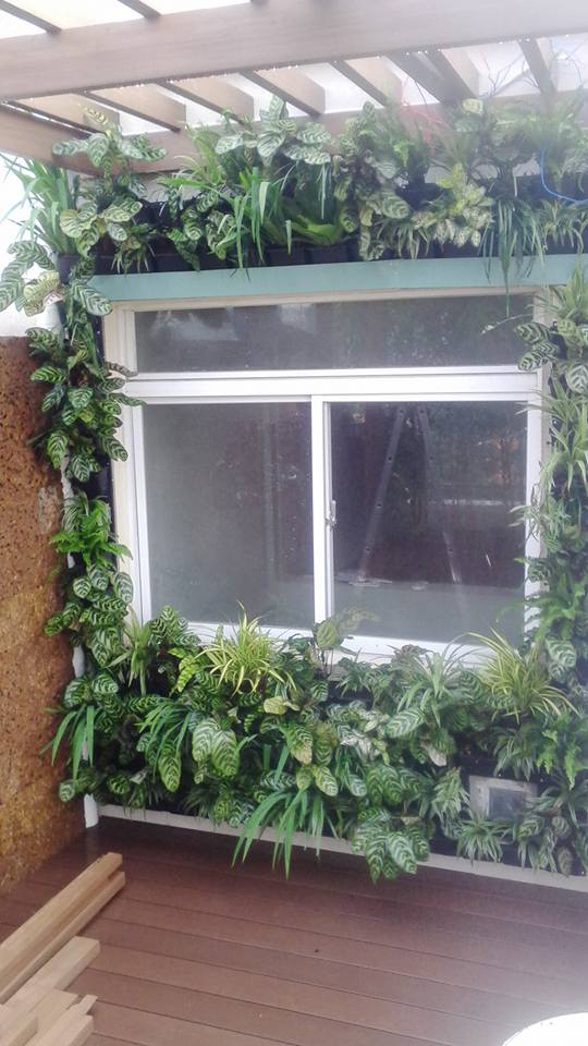 Thiết kế tường cây xanh đẹp và hài hòa với ngôi nhà của bạn đẹp nhất tại TPHCM-Công Ty Quang Anh Thiết kế tường cây xanh đẹp và hài hòa với ngôi nhà của bạn đẹp nhất tại TPHCM-Công Ty Quang Anh