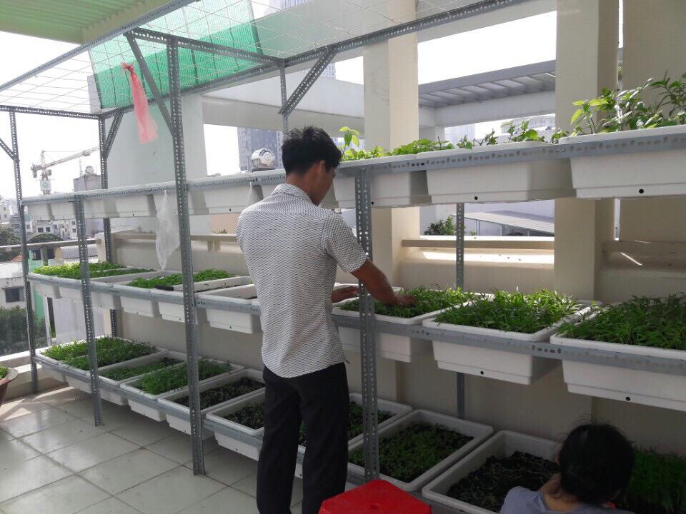 Hướng dẫn cách trồng rau sạch tại nhà hiệu quả nhất-Tư vấn chuyên gia