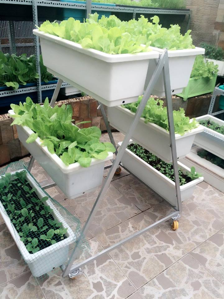 Những mẫu sản phẩm kệ trồng rau thông minh Quang Anh Những mẫu sản phẩm kệ trồng rau thông minh Quang Anh