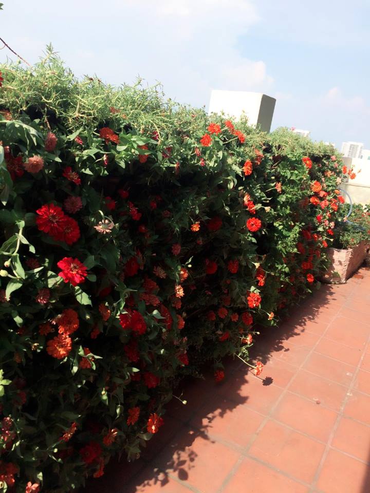Quang Anh-Địa chỉ thi công tường cây trong nhà đẹp và giá rẻ tại tphcm Quang Anh-Địa chỉ thi công tường cây trong nhà đẹp và giá rẻ tại tphcm
