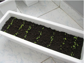 Chậu nhựa trồng cây giá rẻ tphcm uy tín và chất lượng
