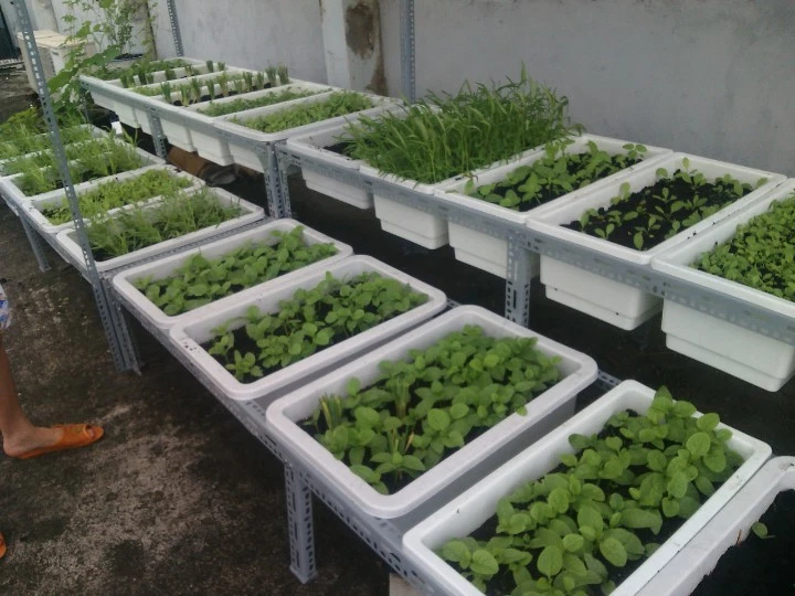 Chậu nhựa trồng rau giá rẻ tại TP HCM-Công ty Quang Anh(65,000vnđ) Chậu nhựa trồng rau giá rẻ tại TP HCM-Công ty Quang Anh(65,000vnđ)