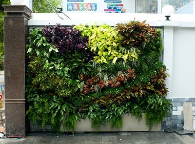 Trang trí ngôi nhà với vườn tường xanh Trang trí ngôi nhà với vườn tường xanh