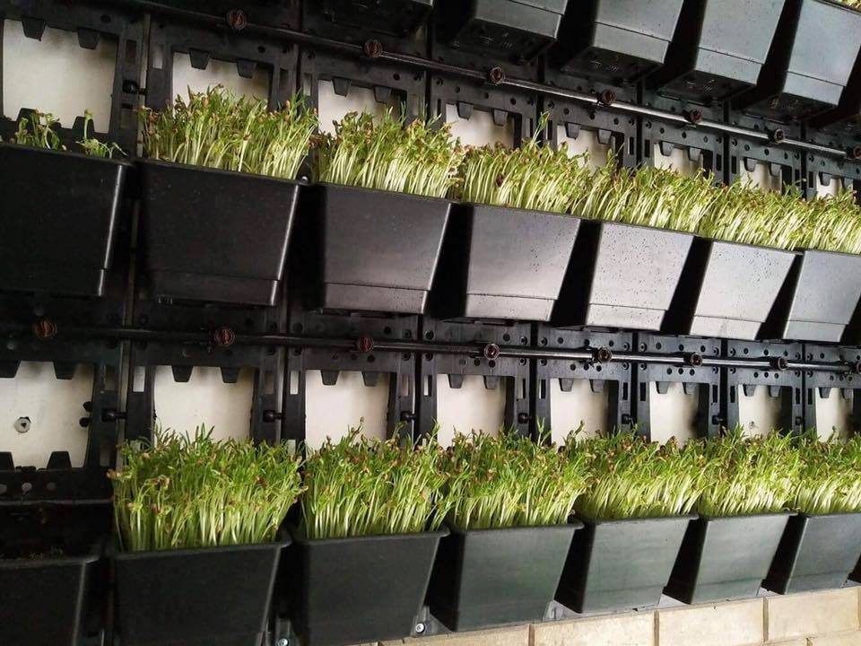 Hướng dẫn về cách trồng rau mầm trong thùng xốp hiệu quả nhất Hướng dẫn về cách trồng rau mầm trong thùng xốp hiệu quả nhất