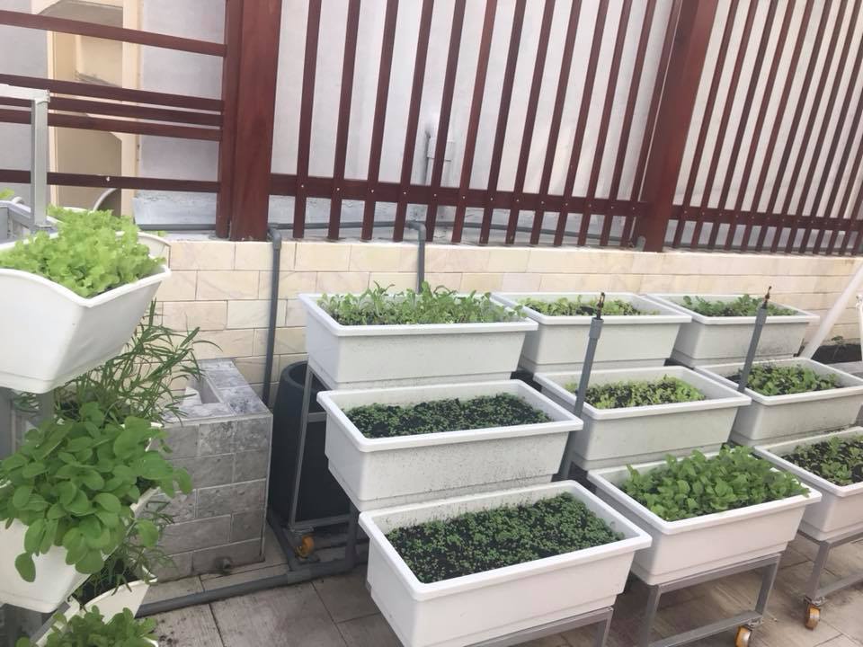 Vườn rau sạch với giàn trồng rau Quang Anh HCM Vườn rau sạch với giàn trồng rau Quang Anh HCM