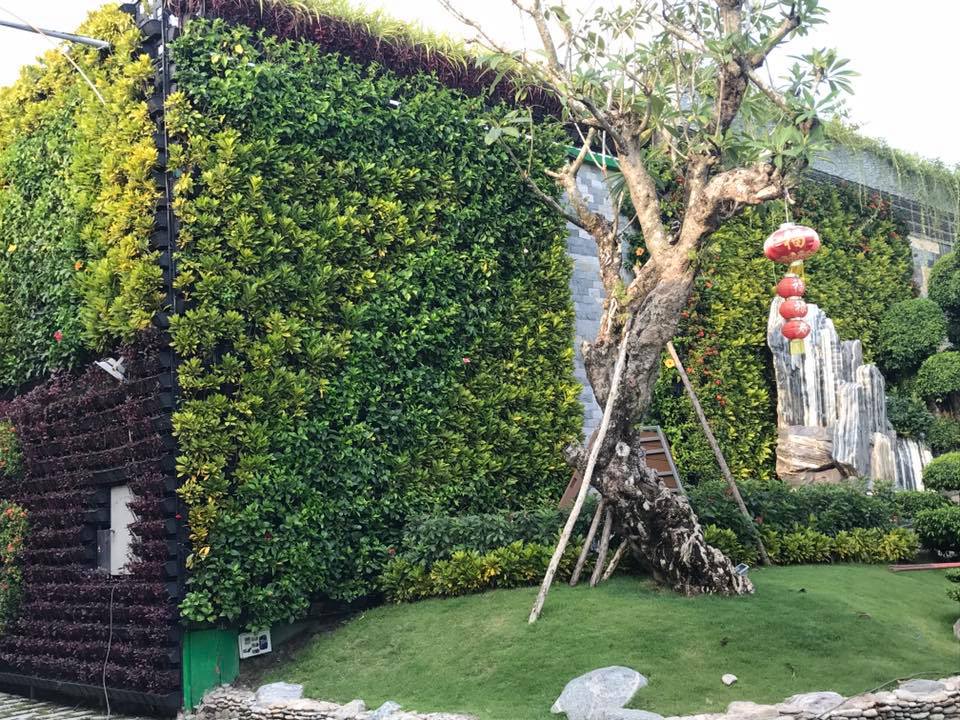 Quang Anh HCM - Chuyên thiết kế thi công vườn tường đứng cây xanh