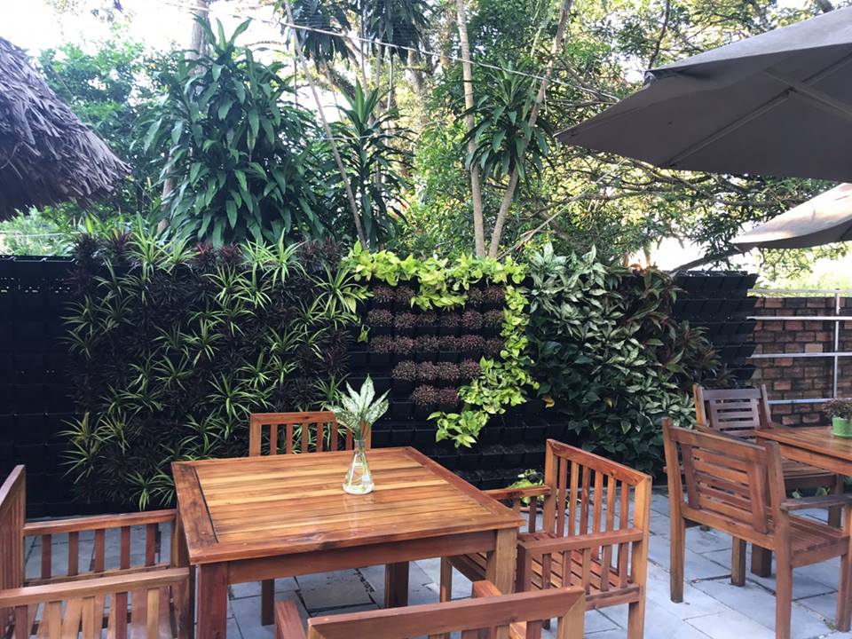 Top 7 loại cây được yêu thích nhất để thiết kế vườn trên tường Top 7 loại cây được yêu thích nhất để thiết kế vườn trên tường