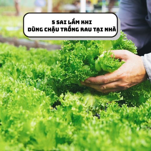 5 SAI LẦM KHI DÙNG CHẬU TRỒNG RAU TẠI NHÀ