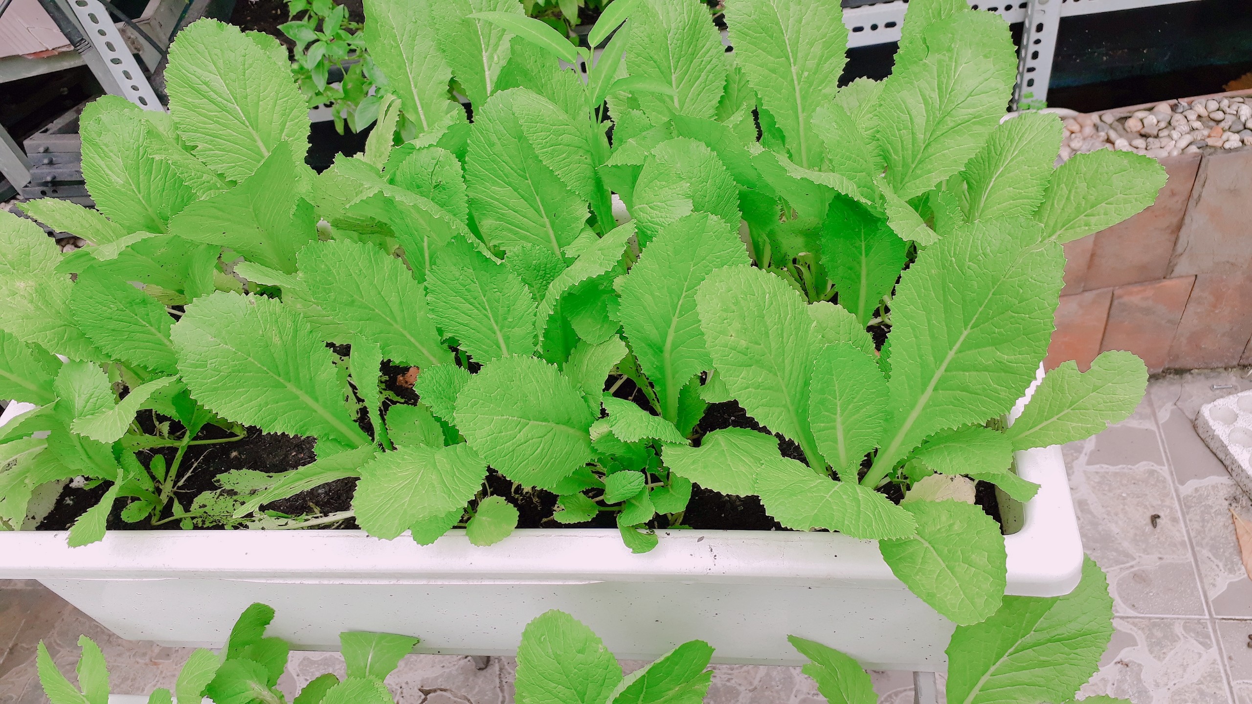 Rau sạch nhà phố Rau sạch nhà phố