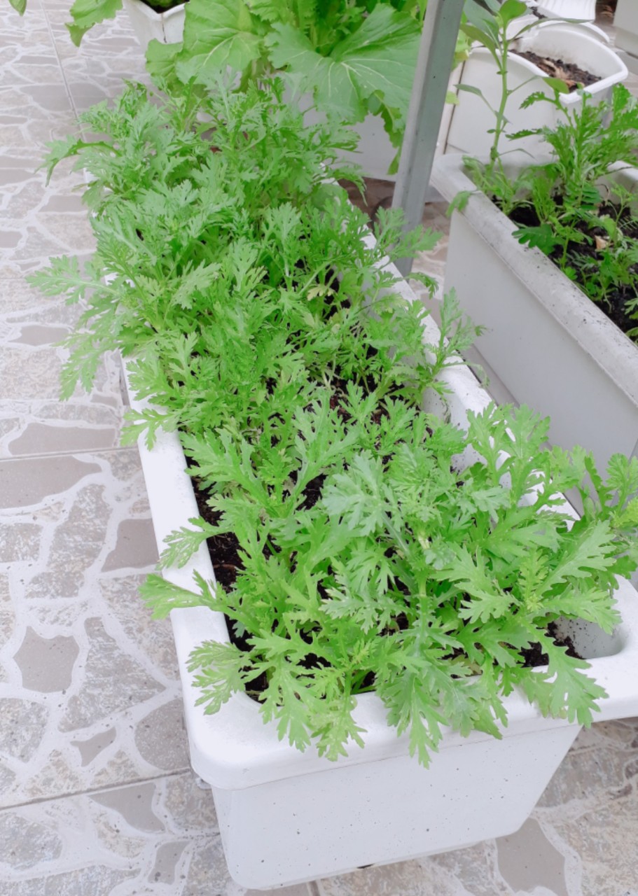 Bán chậu trồng rau sạch phù hợp với mô hình trồng rau tại nhà-Quang Anh Bán chậu trồng rau sạch phù hợp với mô hình trồng rau tại nhà-Quang Anh