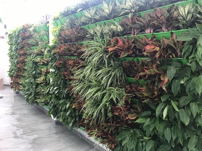 Thi công vườn tường đứng ở Quốc lộ 13 Thi công vườn tường đứng ở Quốc lộ 13
