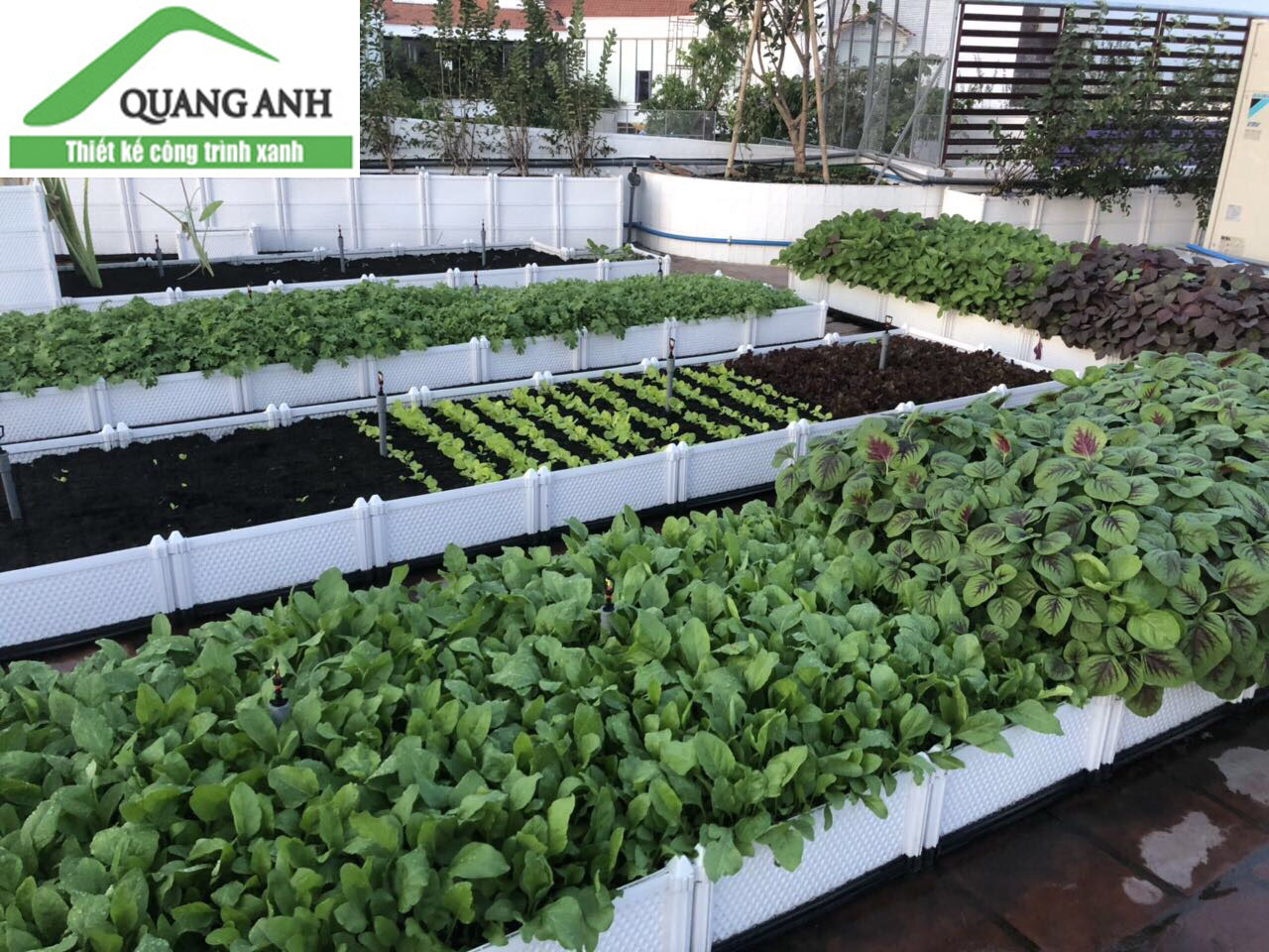 Chậu trồng rau thông minh cho mọi nhà Chậu trồng rau thông minh cho mọi nhà