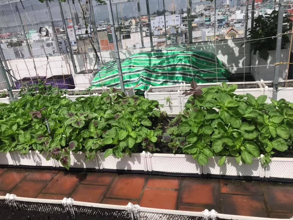 Vườn rau sạch với chậu ghép thông minh Vườn rau sạch với chậu ghép thông minh