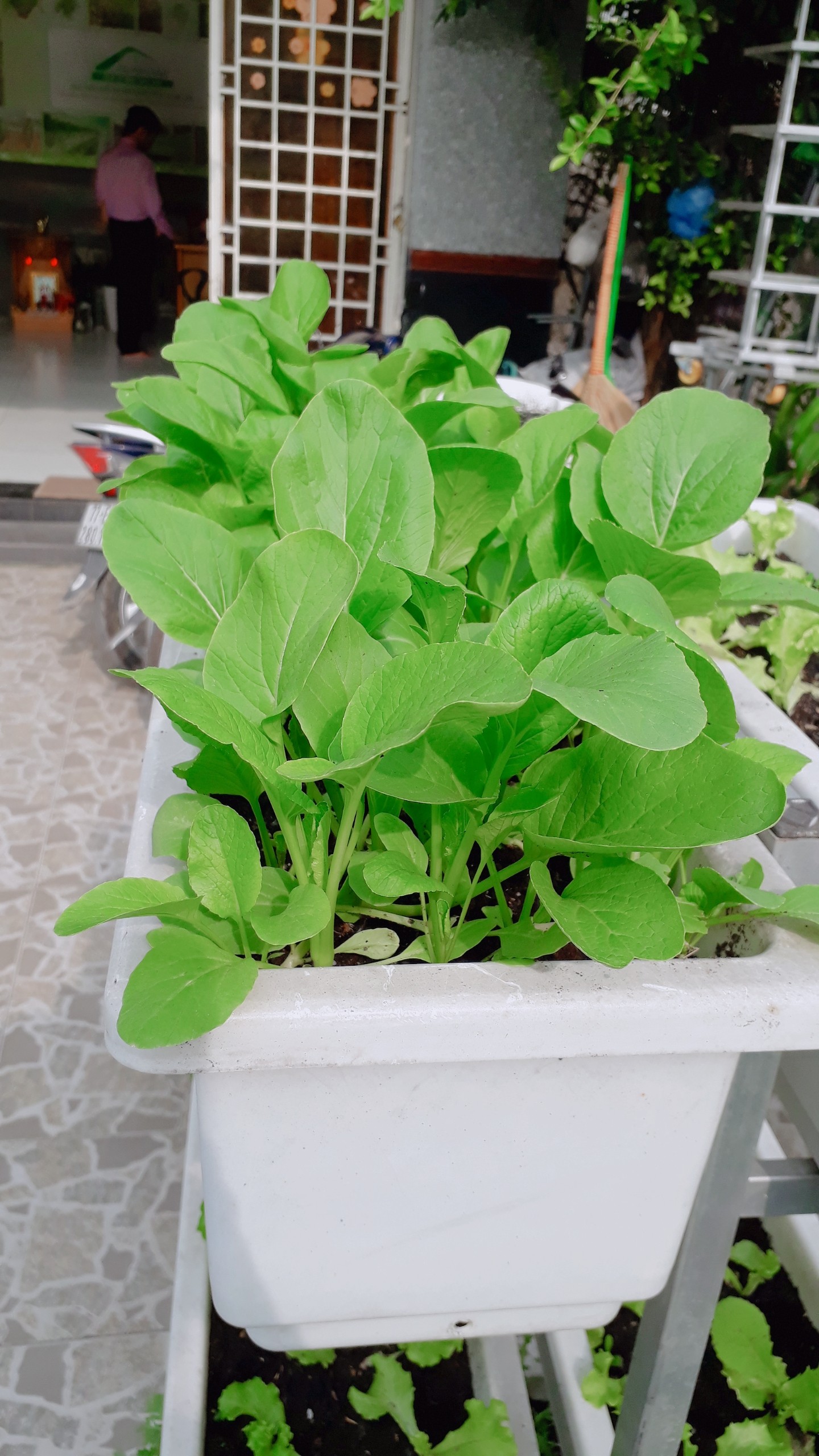 Cách trồng rau sạch mới nhất-Phương pháp để đạt hiệu quả nhất Cách trồng rau sạch mới nhất-Phương pháp để đạt hiệu quả nhất