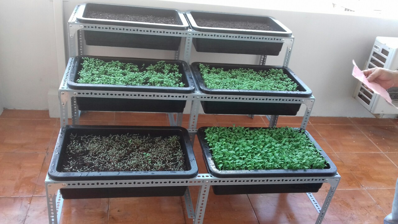 Thi công vườn rau sạch tại nhà với giàn kệ sắt V Thi công vườn rau sạch tại nhà với giàn kệ sắt V
