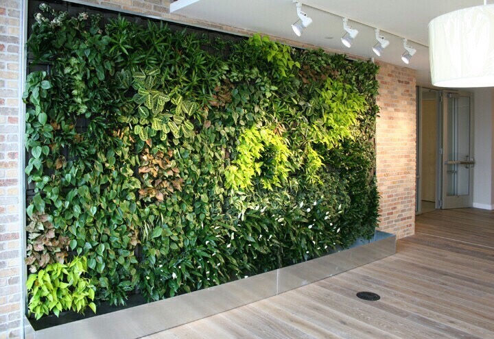 Vườn tường xanh mang đến không gian xanh cho ngôi nhà bạn