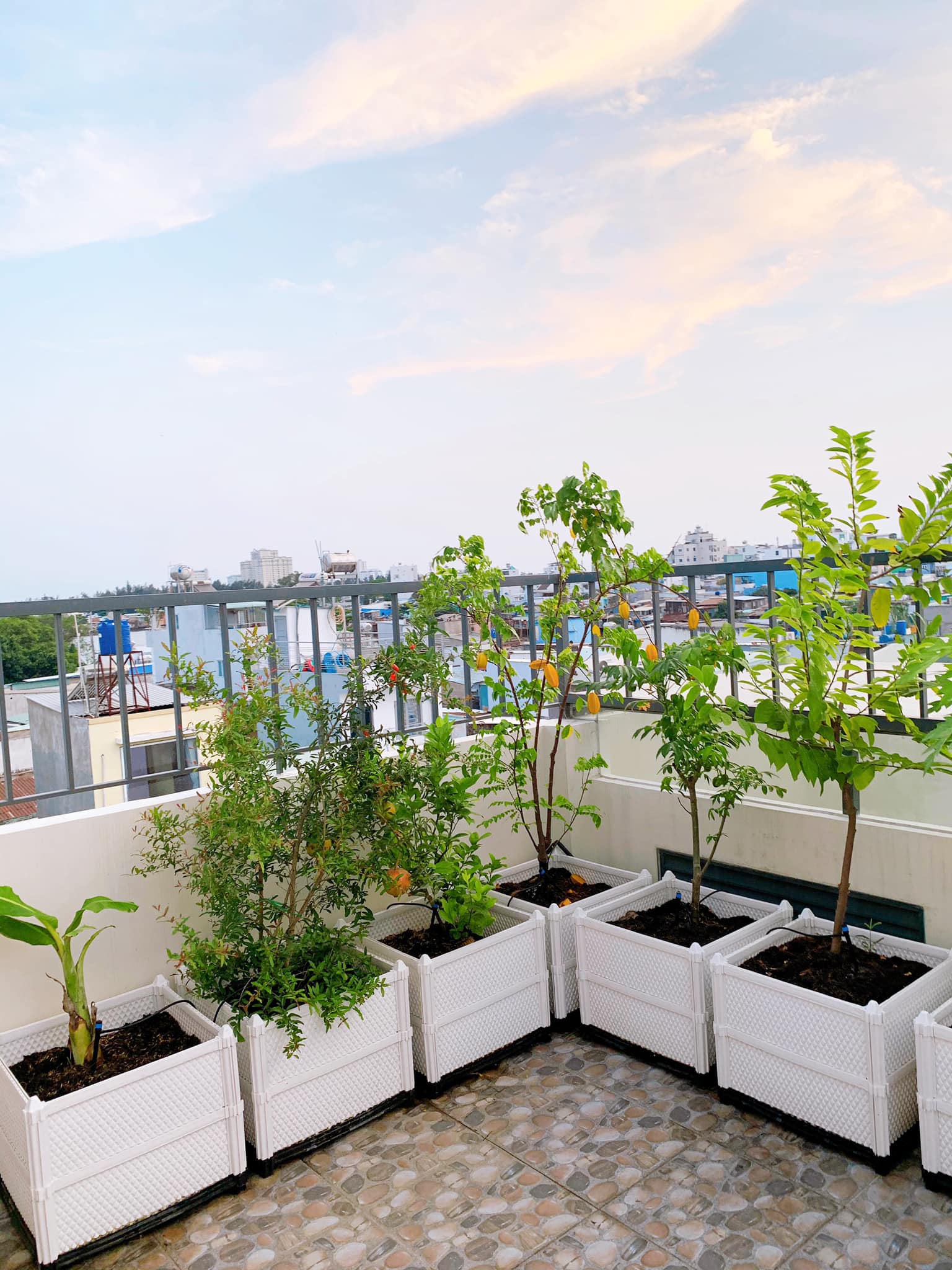 Mỗi ngày thi công một vườn rau sạch - Quang Anh HCM lan tỏa mầm xanh khắp mọi nơi! Mỗi ngày thi công một vườn rau sạch - Quang Anh HCM lan tỏa mầm xanh khắp mọi nơi!