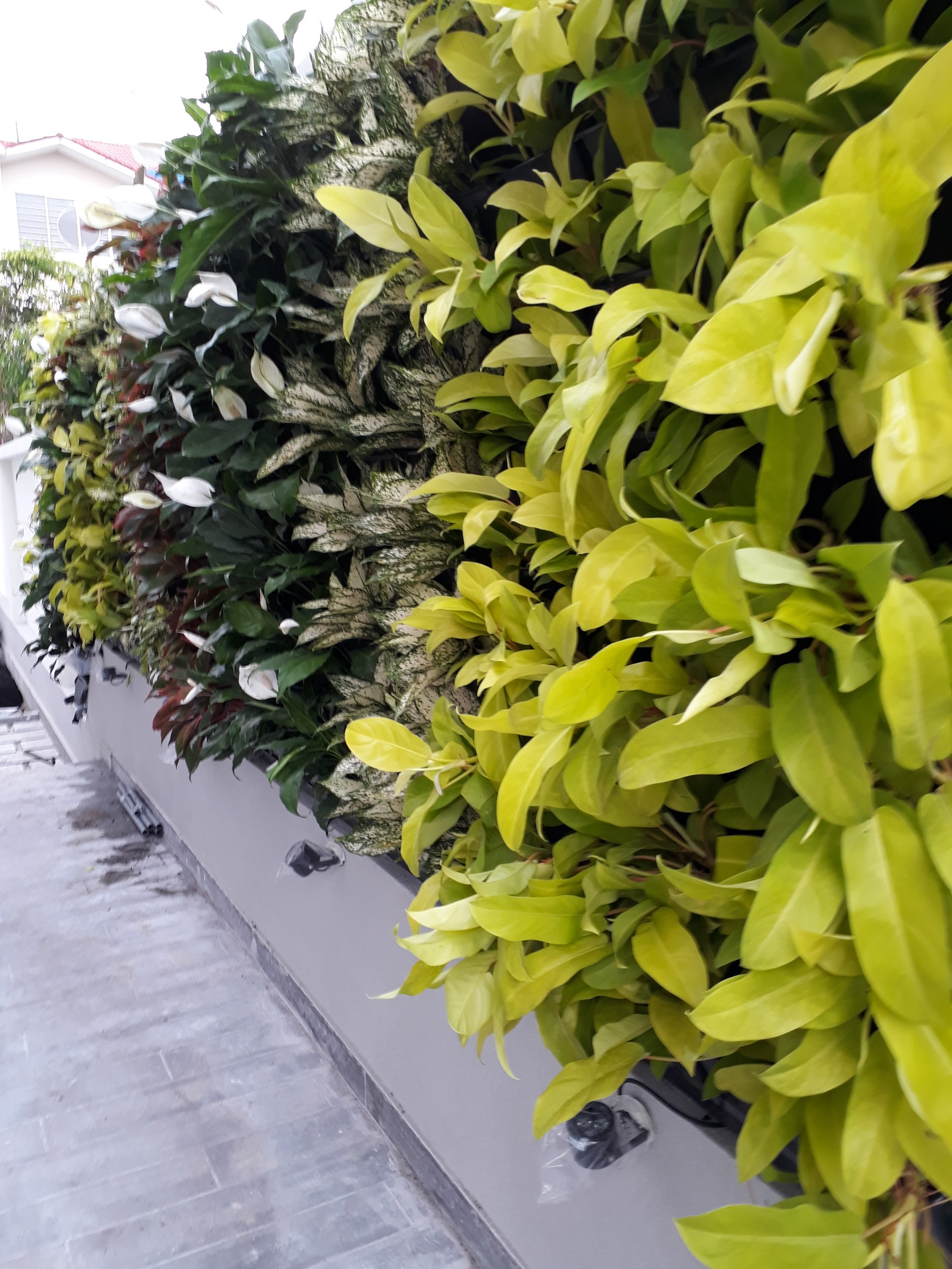 Hệ thống tưới cho modul vườn tường đứng - Quang Anh Hệ thống tưới cho modul vườn tường đứng - Quang Anh