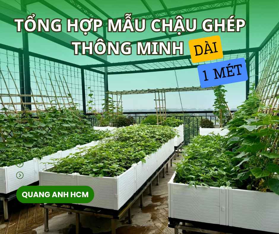 Tổng hợp mẫu chậu ghép trồng rau dài 1m ưa chuộng năm 2024 Tổng hợp mẫu chậu ghép trồng rau dài 1m ưa chuộng năm 2024