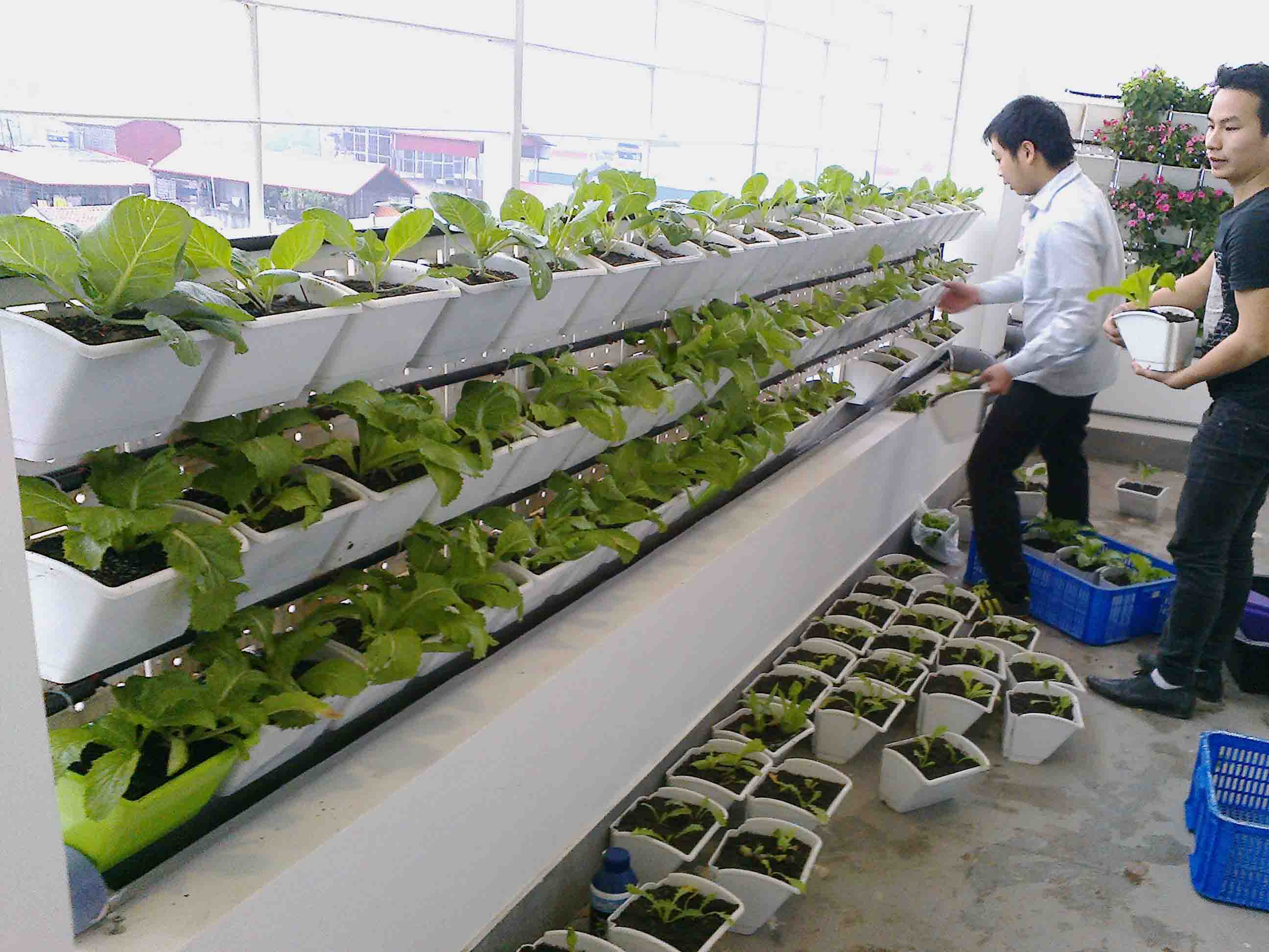 Trồng rau trên sân thượng thật dễ dàng với modul vườn tường đứng QA03 - QA04 Quang Anh HCM! Trồng rau trên sân thượng thật dễ dàng với modul vườn tường đứng QA03 - QA04 Quang Anh HCM!