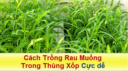 Hướng dẫn cách trồng rau muống trong thùng xốp tại nhà hiệu quả nhất