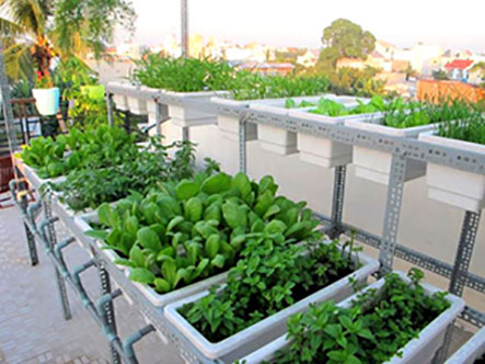 Mô hình trồng rau sạch tại nhà-Hướng dẫn để bạn đạt hiệu quả trong việc trồng rau sạch