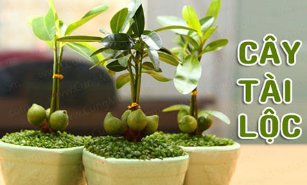 Các loại cây trồng trong nhà theo phong thủy giúp sự nghiệp của bạn thuận lợi hơn.