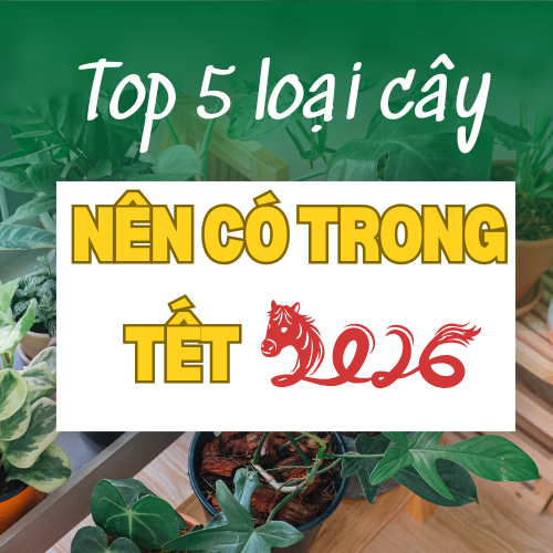 TOP 5 CÁC LOẠI CÂY MANG LẠI MAY MẮN CHO BẠN TRONG TẾT 2026 TOP 5 CÁC LOẠI CÂY MANG LẠI MAY MẮN CHO BẠN TRONG TẾT 2026