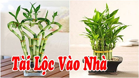 Những cây phong thủy giúp gia chủ hút tài lộc tốt nhất khi trồng