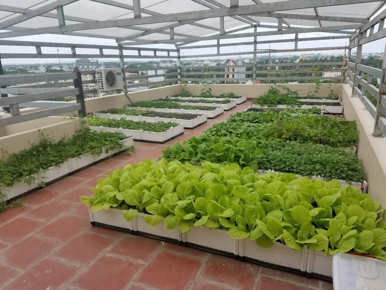 Quang Anh HCM - thi công vườn rau sạch trên sân thượng cho anh Nhất tại Quận 6 Quang Anh HCM - thi công vườn rau sạch trên sân thượng cho anh Nhất tại Quận 6
