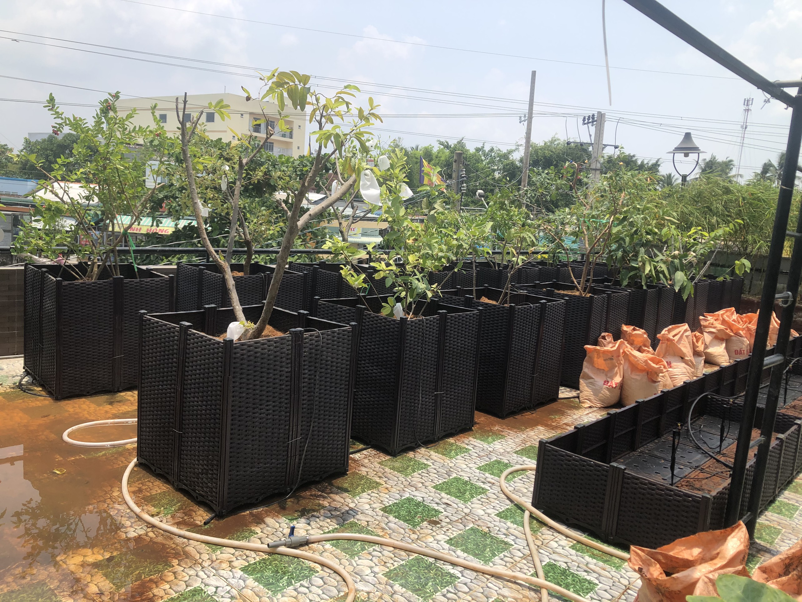 Hệ thống tưới tự động cho luống rau chậu ghép Hệ thống tưới tự động cho luống rau chậu ghép
