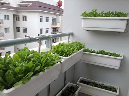 Hướng dẫn các bạn cách cải tạo đất trồng rau sạch Hướng dẫn các bạn cách cải tạo đất trồng rau sạch