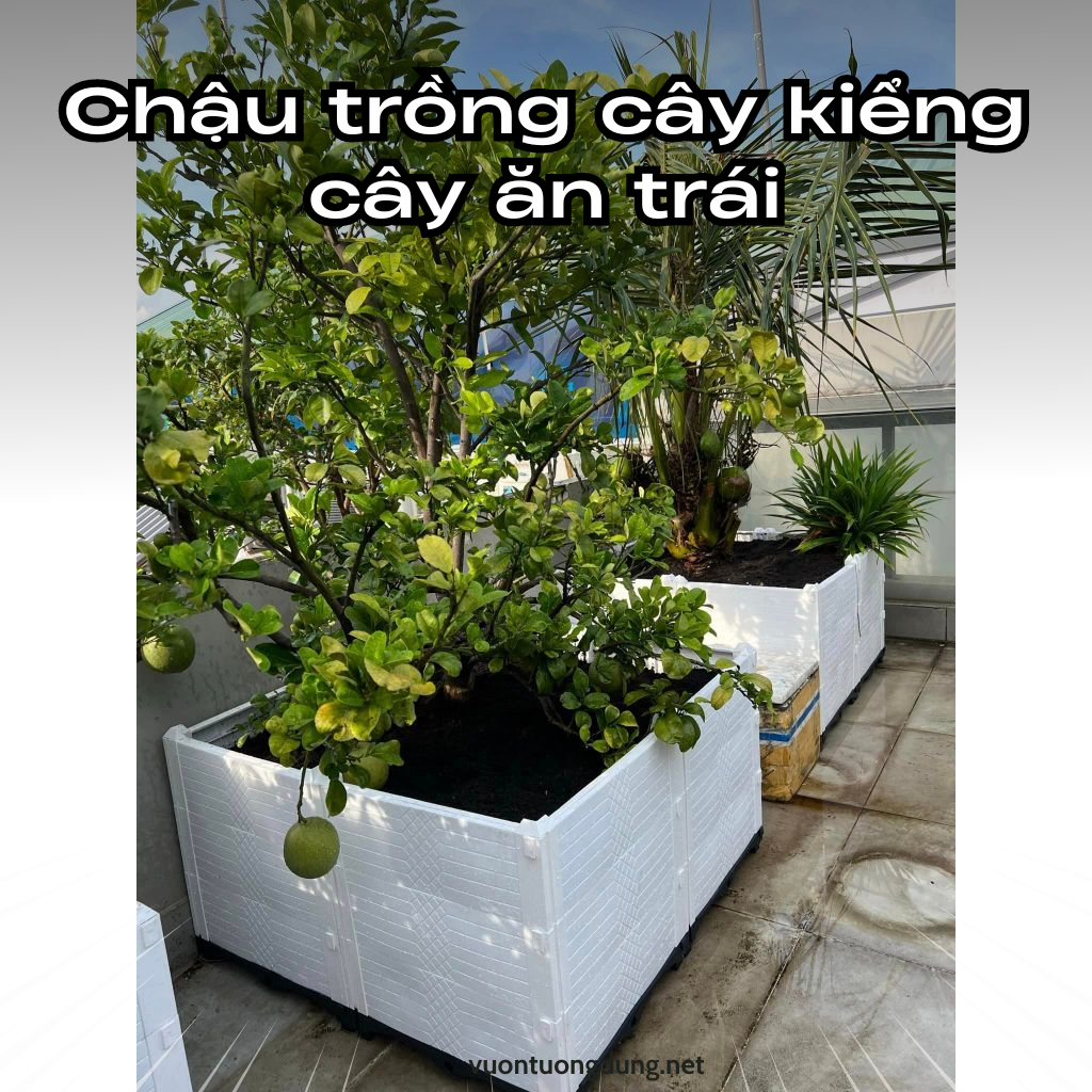 Chậu nhựa trồng cây kiểng, cây ăn trái độ bền cao. Chậu nhựa trồng cây kiểng, cây ăn trái độ bền cao.