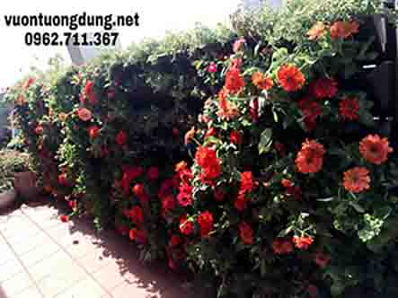 Công trình vườn tường hoa tại nhà chị Na khu đô thị Phú Mỹ Hưng TP HCM