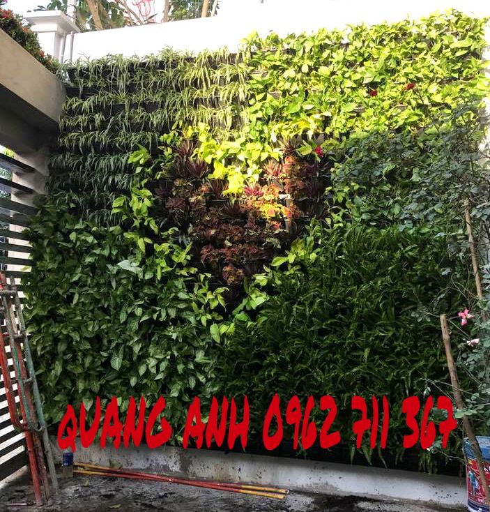 Vườn tường đứng và vườn rau sạch tại Cần Thơ Vườn tường đứng và vườn rau sạch tại Cần Thơ