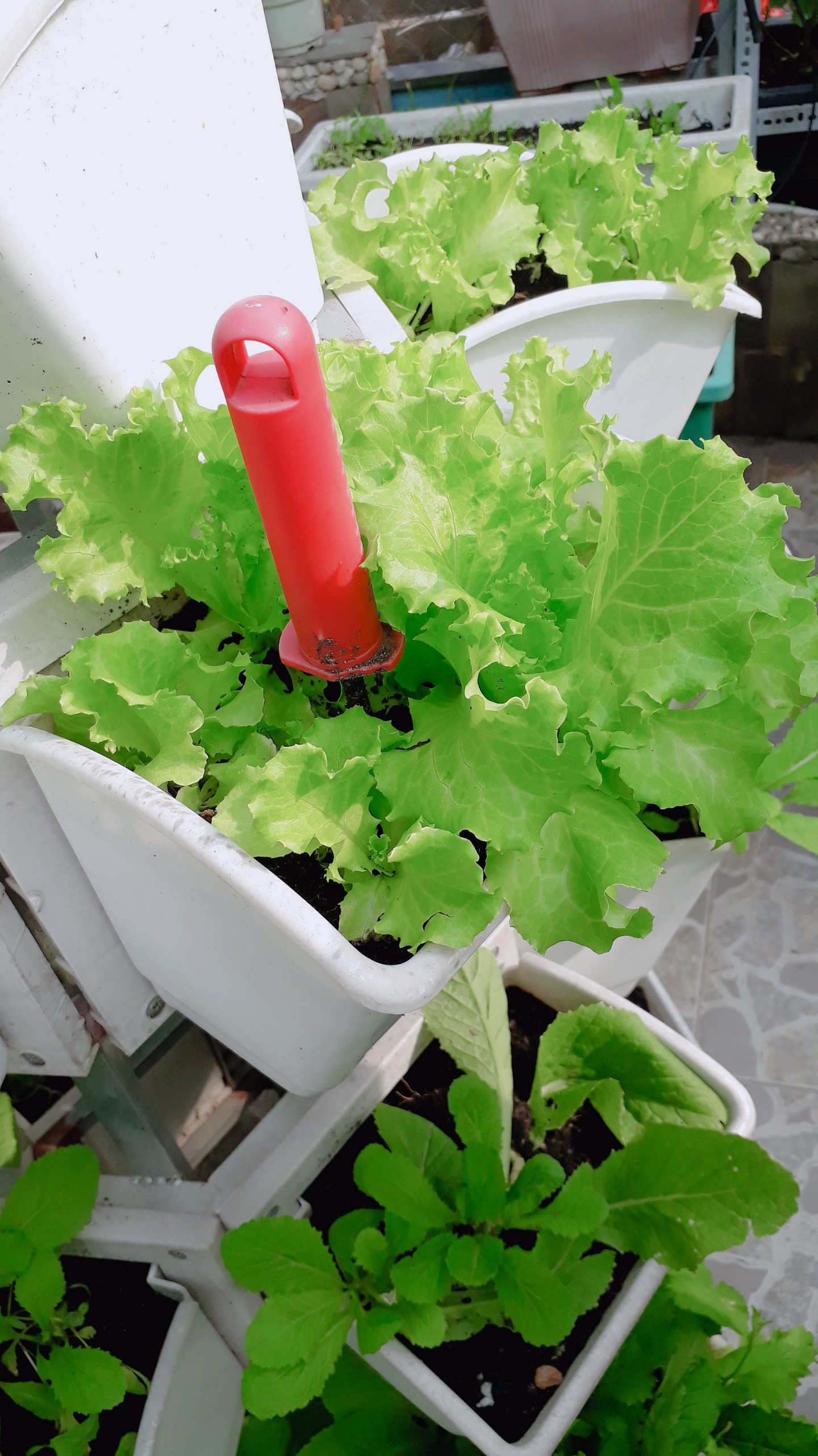 Hướng dẫn cách trồng rau sạch tại nhà để đạt được hiệu quả nhất Hướng dẫn cách trồng rau sạch tại nhà để đạt được hiệu quả nhất