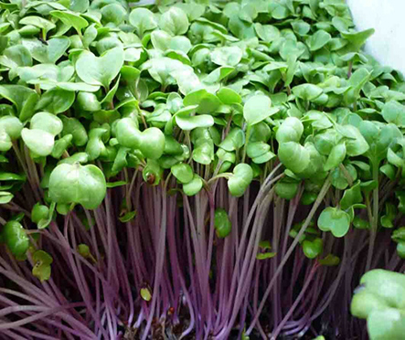 Hạt giống mầm củ cải đỏ