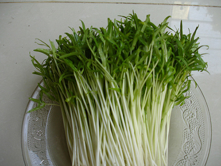 Hạt giống mầm rau muống