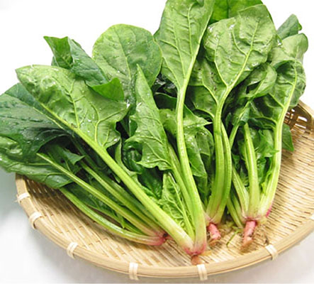 Hạt giống Cải Bó Xôi 