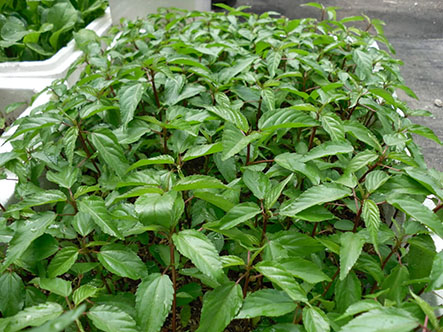 Hạt giống rau đay