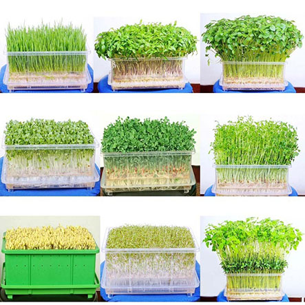 Địa chỉ mua hạt giống trồng rau mầm tphcm tốt nhất-Công ty Quang Anh