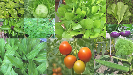 Bán hạt giống rau chất lượng với mô hình trồng rau tại nhà-Công ty Quang Anh