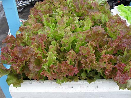 Hạt giống Xà Lách Tím