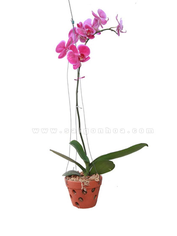 Chậu trồng lan giá rẻ tại Quang Anh HCM 