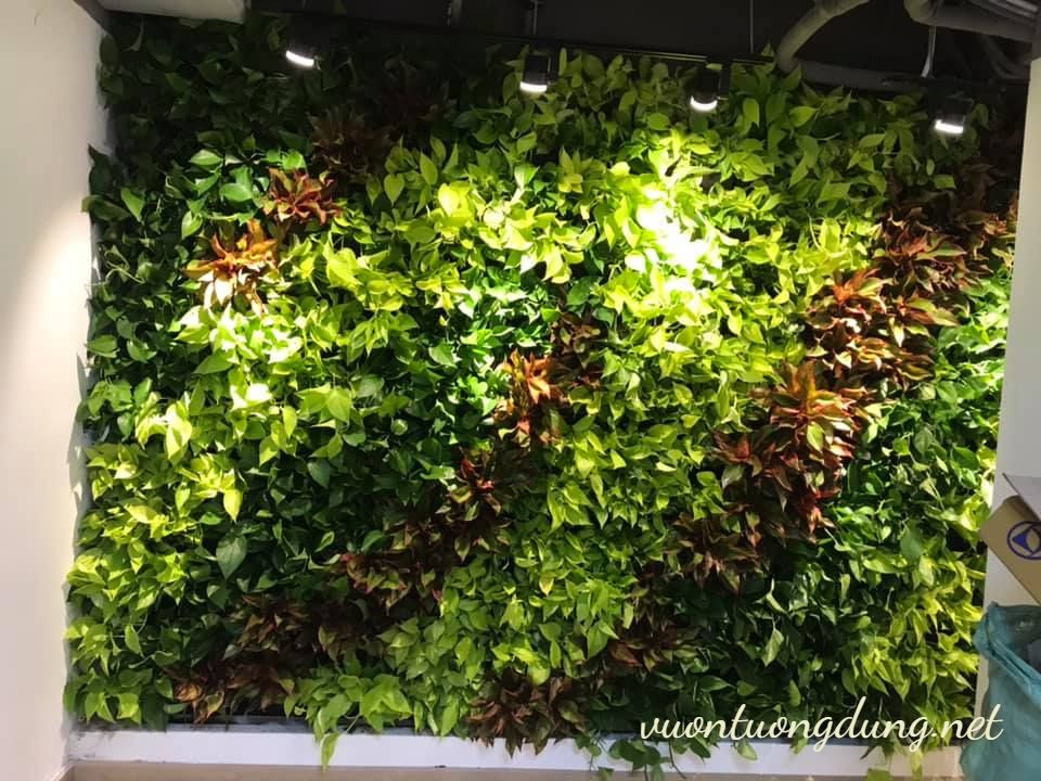 Thiết kế vườn trên tường Bạch Đằng – Tân Bình Thiết kế vườn trên tường Bạch Đằng – Tân Bình