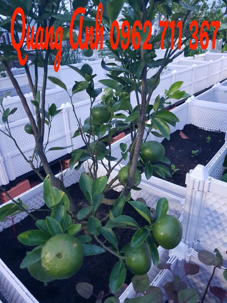 10 Lý do bạn nên yêu thích trồng rau trồng cây tại nhà 10 Lý do bạn nên yêu thích trồng rau trồng cây tại nhà