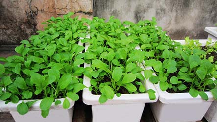 Chia sẻ kinh nghiệm trồng rau sạch tại nhà hiệu quả mà bạn nên biết Chia sẻ kinh nghiệm trồng rau sạch tại nhà hiệu quả mà bạn nên biết